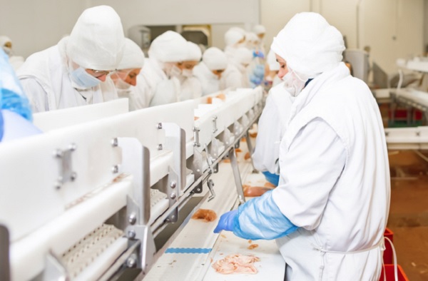 Fotografia de uma linha de produção de uma fábrica de carne de frango, com uma esteira transportadora. Grupo de trabalhadores cortam pedaços de carne sobre a esteira. Eles usam roupa branca, máscaras, luvas e toucas.