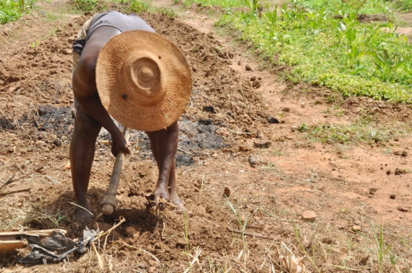 Fotografia de homem negro abaixado trabalhando à terra. Ele usa um grande chapeu de palha que cobre a parte do corpo devido ao ângulo da foto.