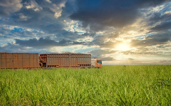 Fotografia de uma plantação de cana-de-a¿cucar em primeiro plano. Em meio à plantação, uma carreta bi-trem de transporte de cana. Ao fundo, pôr do sol entre nuvens.